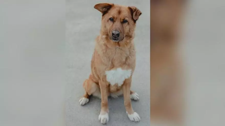 Tuna tiene 14 años y cada vez le cuesta más caminar: Os Palleiros le busca hogar
