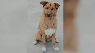Tuna es la perra mayor de Os Palleiros y busca un hogar para sus últimos días: «Se está apagando lentamente»
