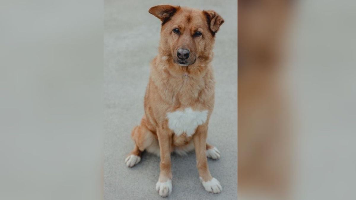 Tuna tiene 14 años y cada vez le cuesta más caminar: Os Palleiros le busca hogar