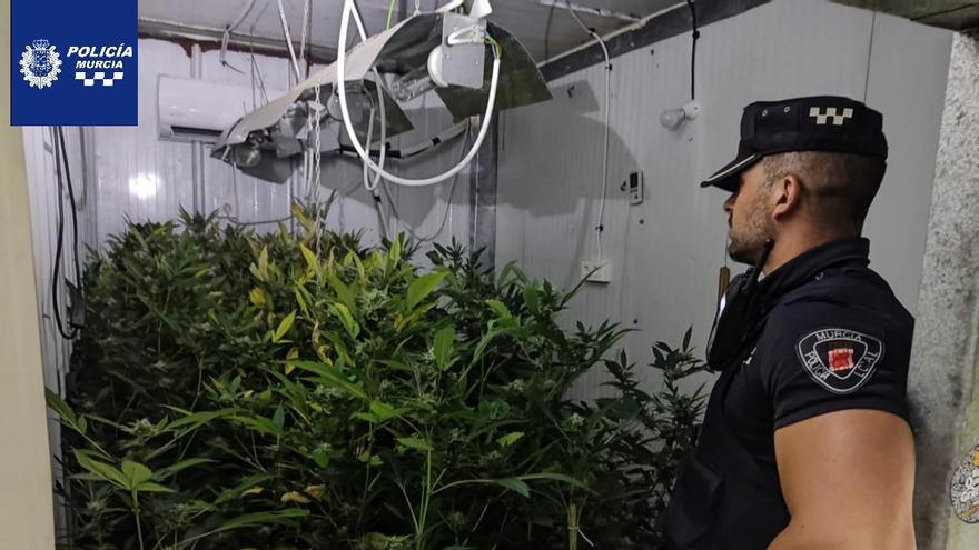 Los agentes descubren 577 plantas de marihuana