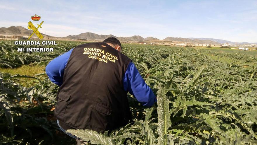 Tres detenidos, uno de ellos menor, por robar tres toneladas de alcachofas 