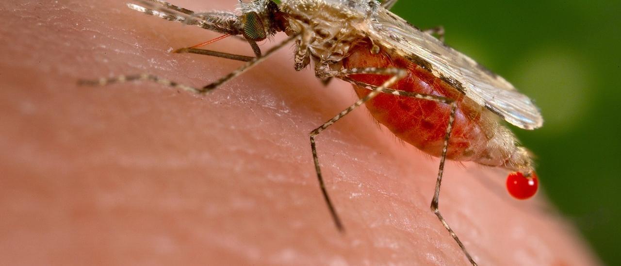 La plaga de mosquitos es una de las principales quejas.