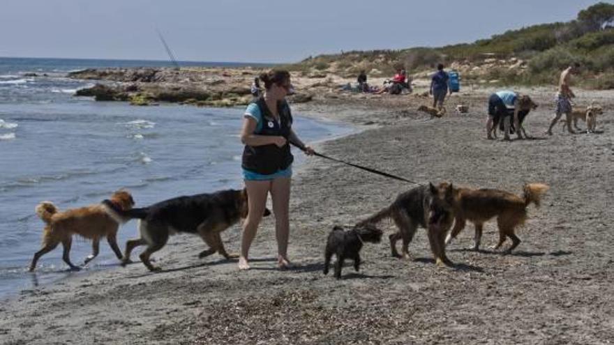 La arena de la playa se está convirtiendo en la principal baza para atraer a dueños y perros.