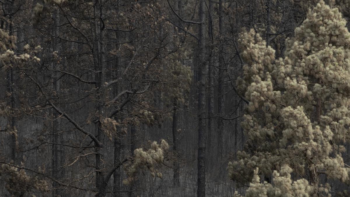 Vegetación afectada por el incendio forestal en el norte de Tenerife, a 24 de julio de 2022, en Tenerife, Santa Cruz de Tenerife, Canarias, (España).  El incendio forestal que se declaró el pasado 21 de julio en el norte de Tenerife y que afecta a cinco m