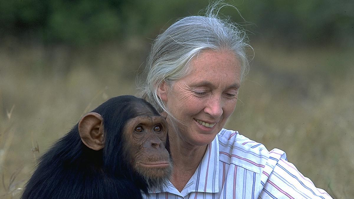 Jane Goodall, zoóloga y etóloga