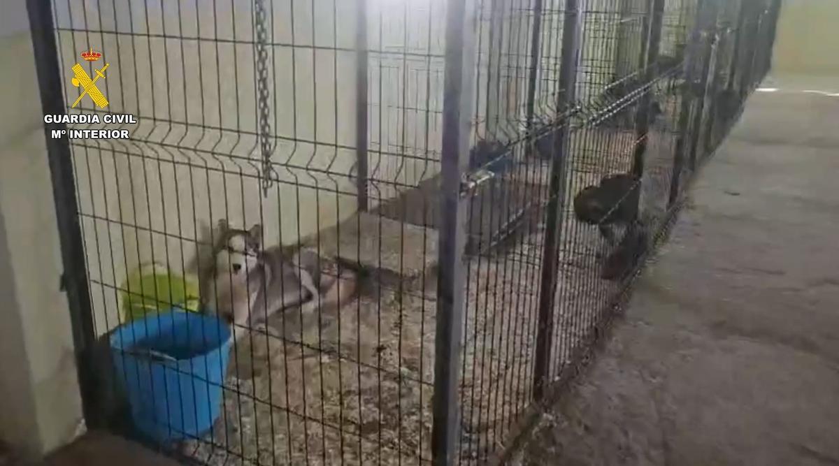 Uno de los animales intervenidos por la Guardia Civil en la operación contra el tráfico ilegal de especies exóticas en Sevilla