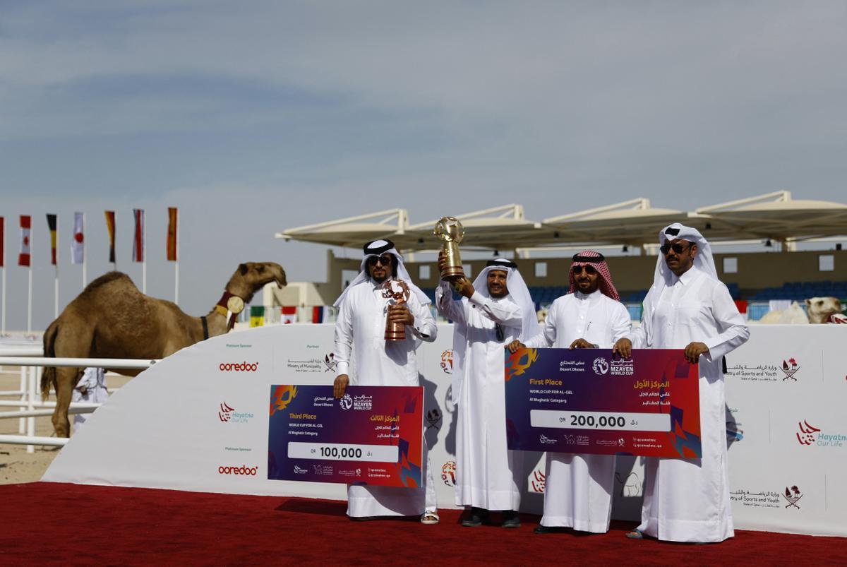 Concurso de belleza de camellos en Qatar