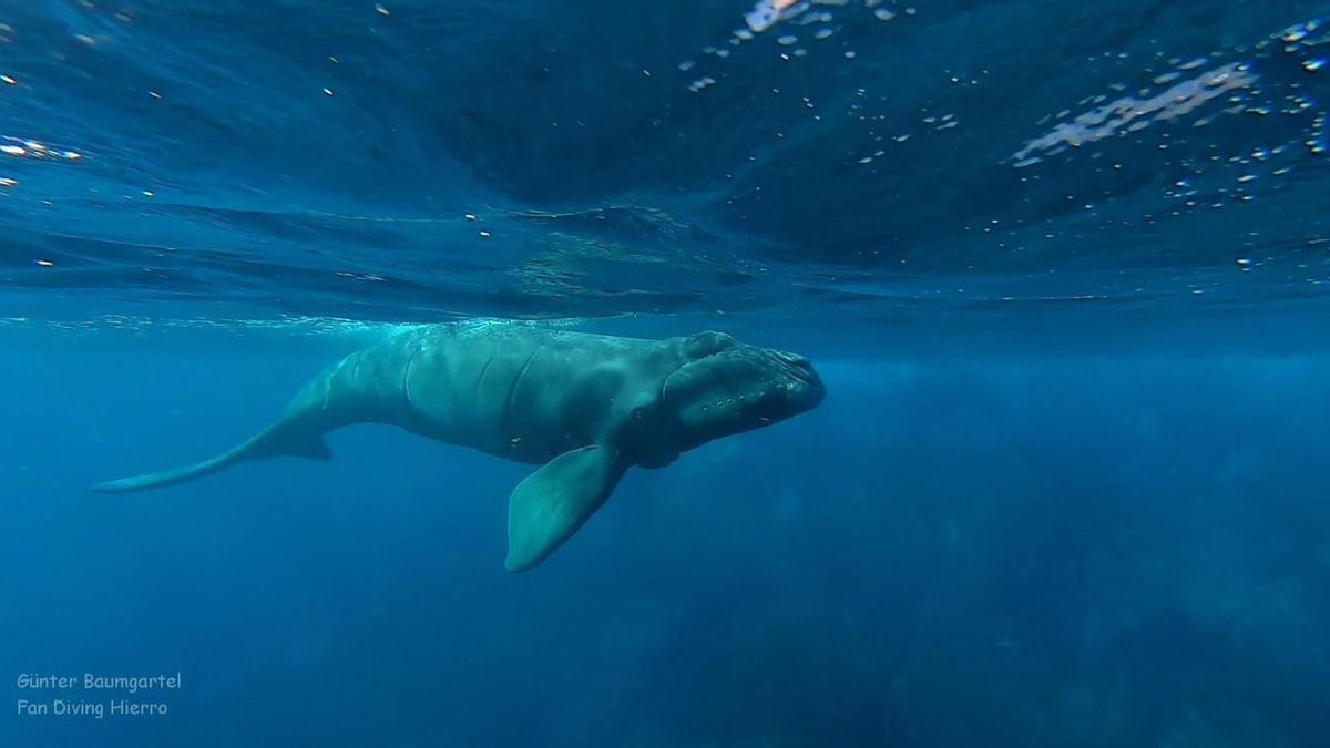 Ballena franca del Atlántico Norte divisada en aguas de El Hierro