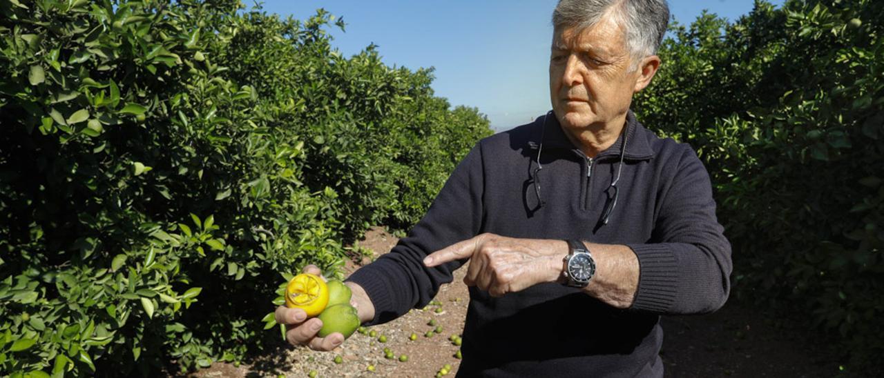 La asociación AVA-Ascosa Sagunt, alerta sobre el avance del Cotonet, pese a los tratamientos recomendados por Agricultura.