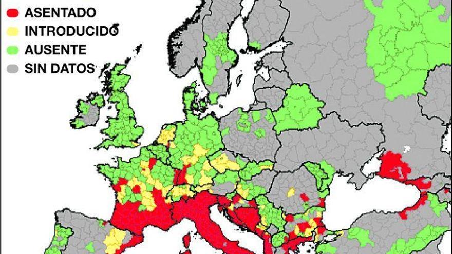 Castellón, entre las zonas europeas más afectadas por el mosquito tigre