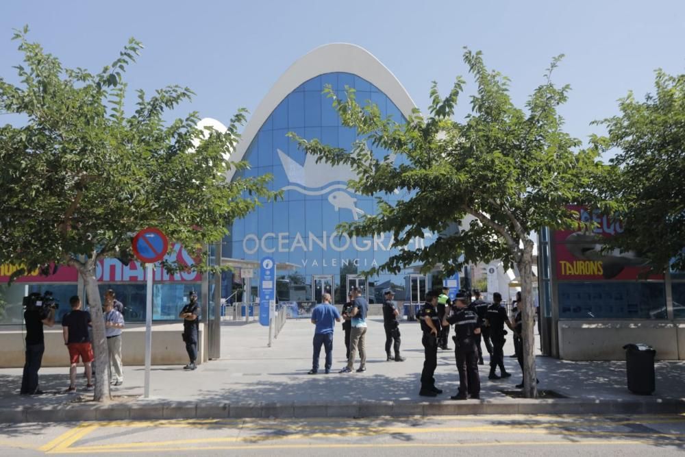 Incendio en el Oceanogràfic de Valencia