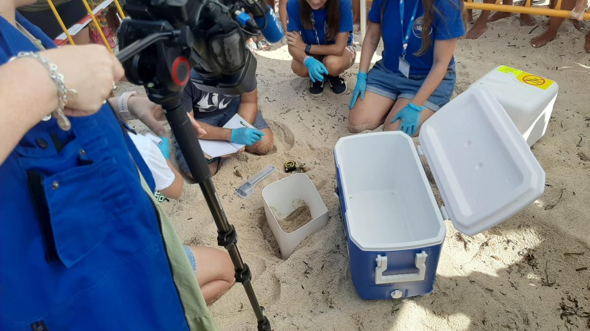 Así han rescatado los huevos de la tortuga "Pura Vida"
