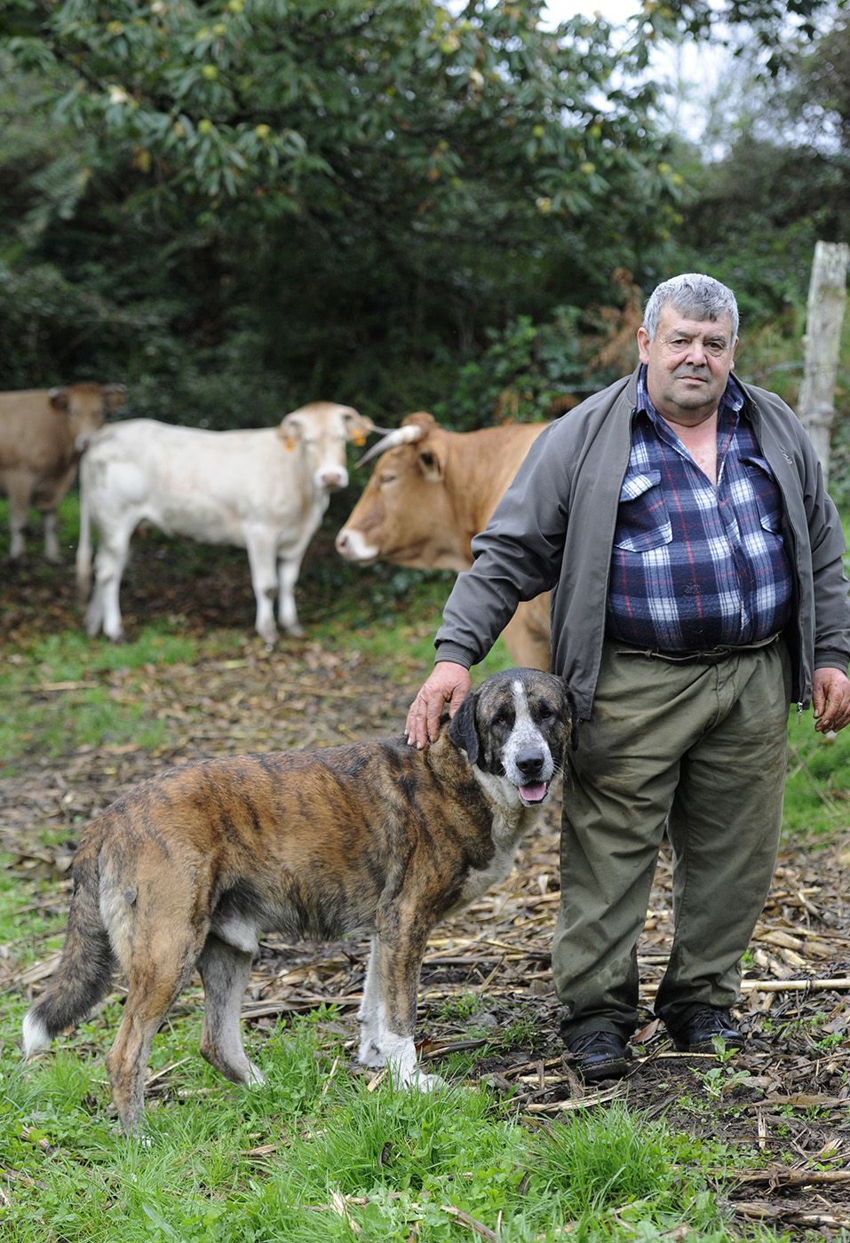 Jorge Peña, de una parroquia llamada Gresande y cercana a Lalín, tiene un mastín para proteger a sus vacas de los ataques del lobo