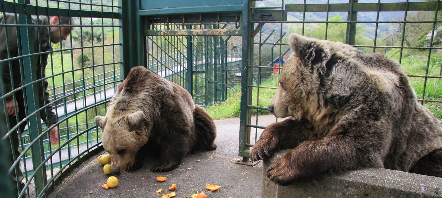 EN IMÁGENES: Así fue la vida de la osa &quot;Paca&quot; en el cercado de los Valles del Trubia