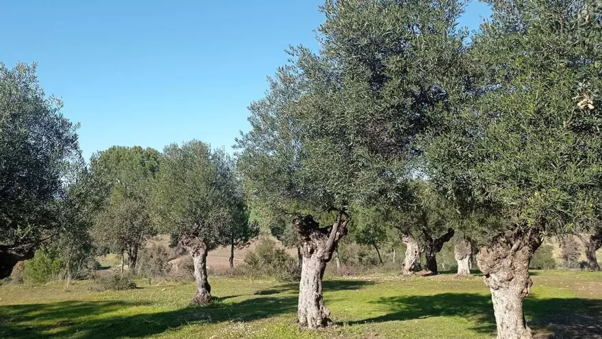 Las cubiertas vegetales en el cultivo del olivar
