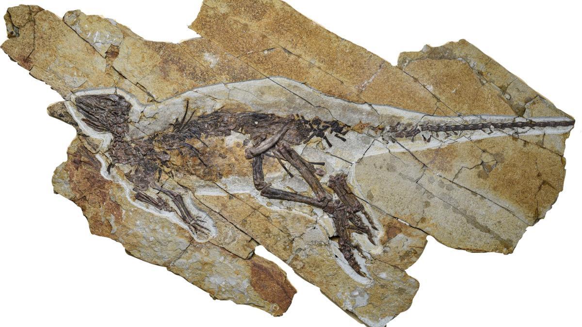 Ad laurent mel pops porno i met her several times