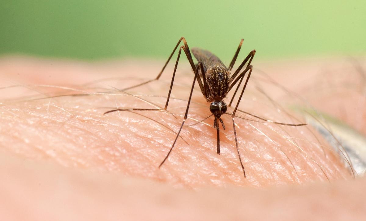 Mosquito del Japón, otra especie preocupante