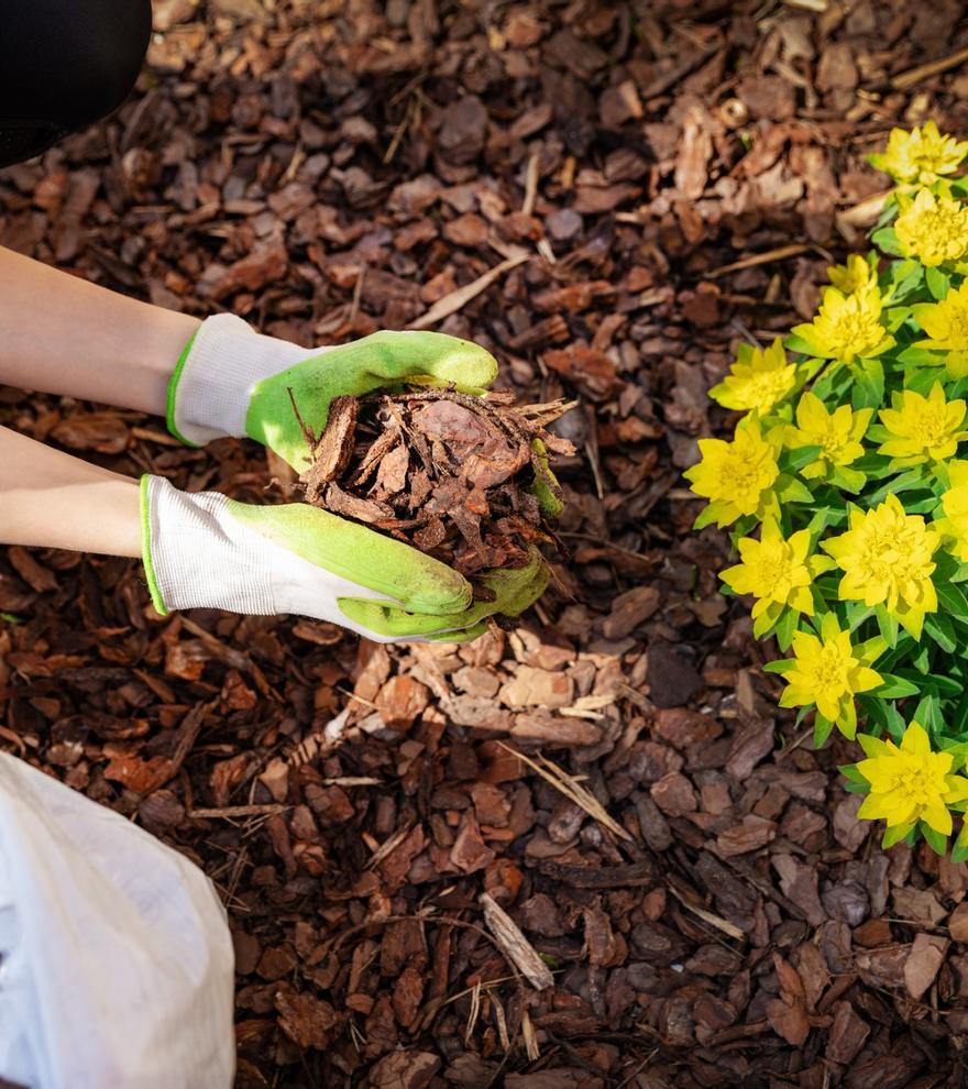 Especial Camp i Jardineria