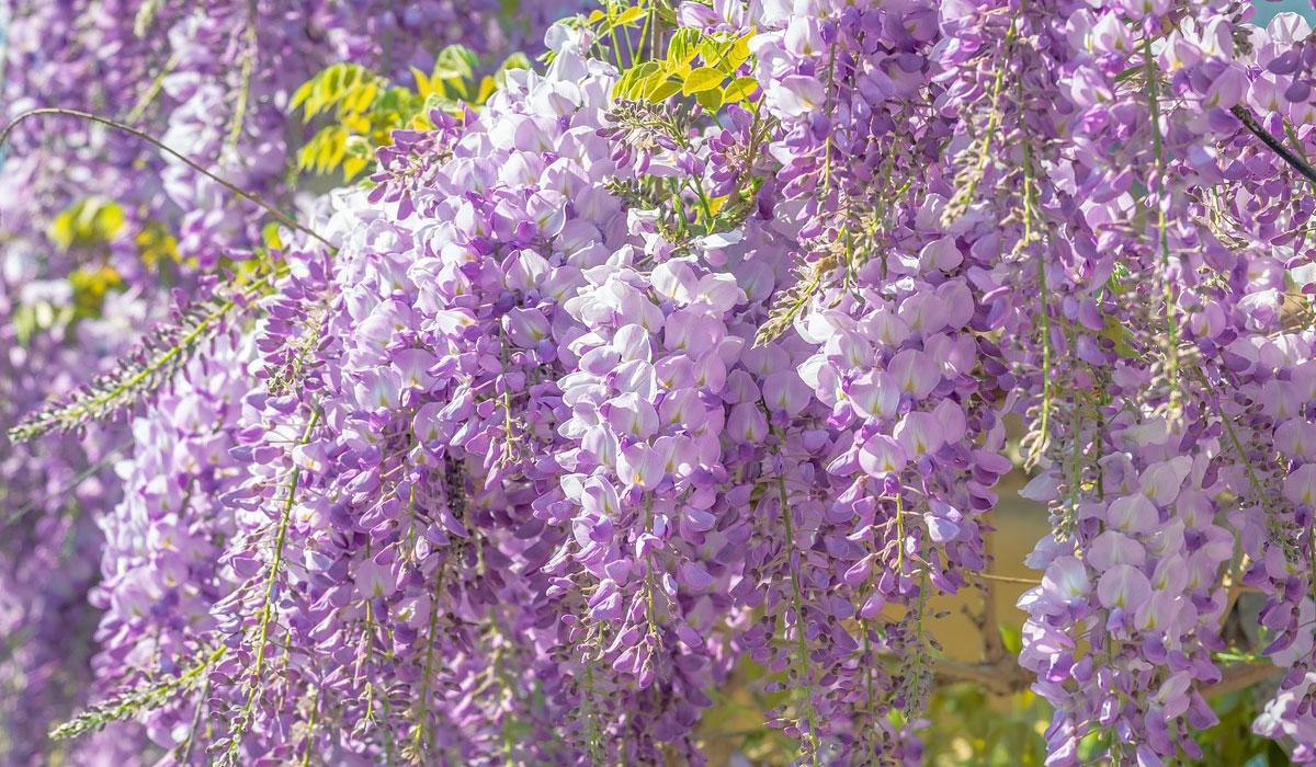 La floración de la glicinia suele producirse durante el mes de abril.