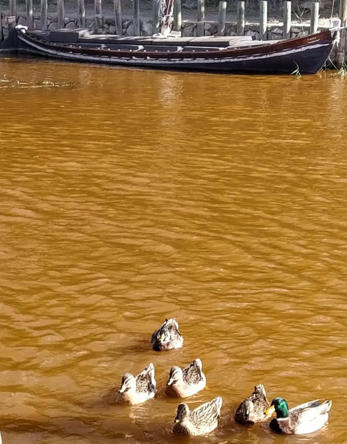 Un grupo de patos transita 
con una barca casi al 
ras del agua.  levante-emv