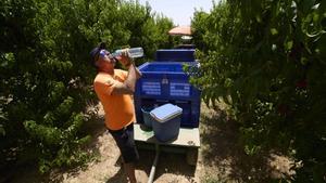 Ola de calor temporeros en  LLeida