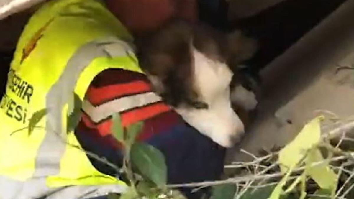 Aleks, el perro rescatado del terremoto en Turquía tras 23 días
