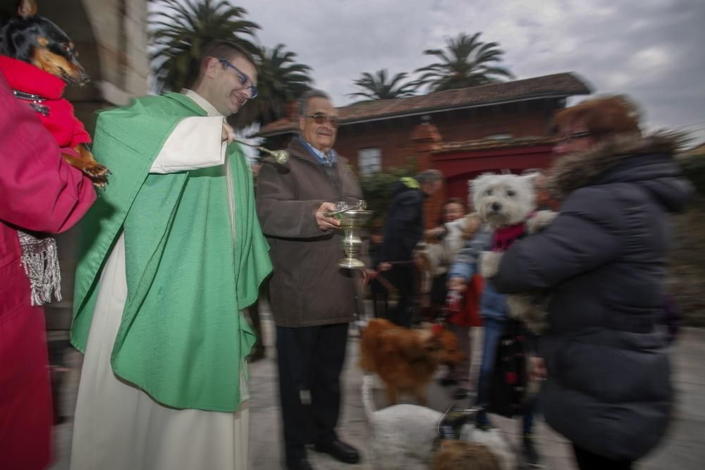 Celebración de la fiesta de San Antón en Avilés