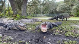Caimanes en el Florida Gator Gardens