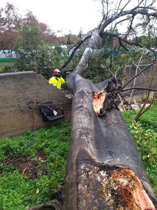 Los bomberos han tenido que actuar en el Camino de Casabermeja tras caer un árbol de grandes dimensiones a la calzada.