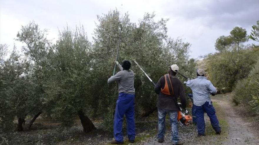 El sector oleícola barrunta una cosecha de pronóstico reservado