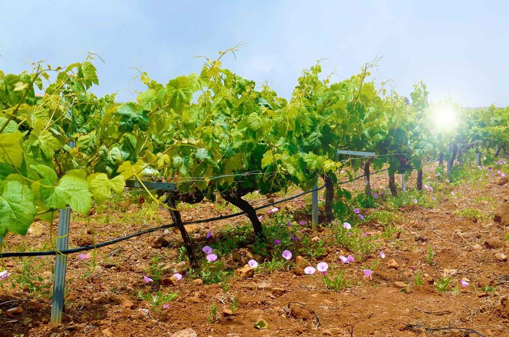 Viñedos al sur de Tenerife