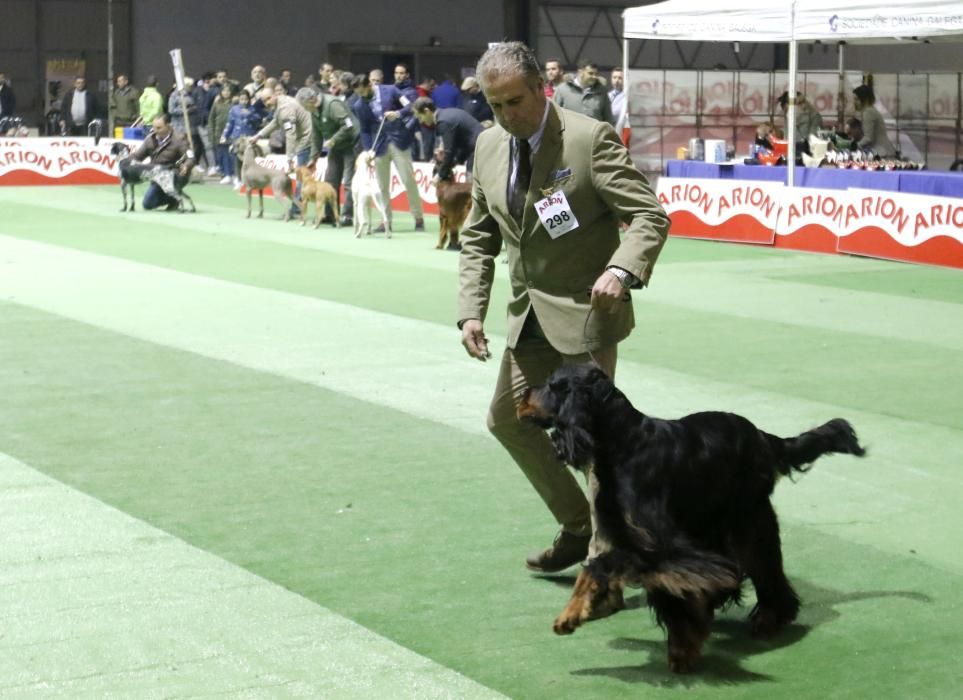 La exposición canina vuelve a contagiar la fiebre perruna en Vigo