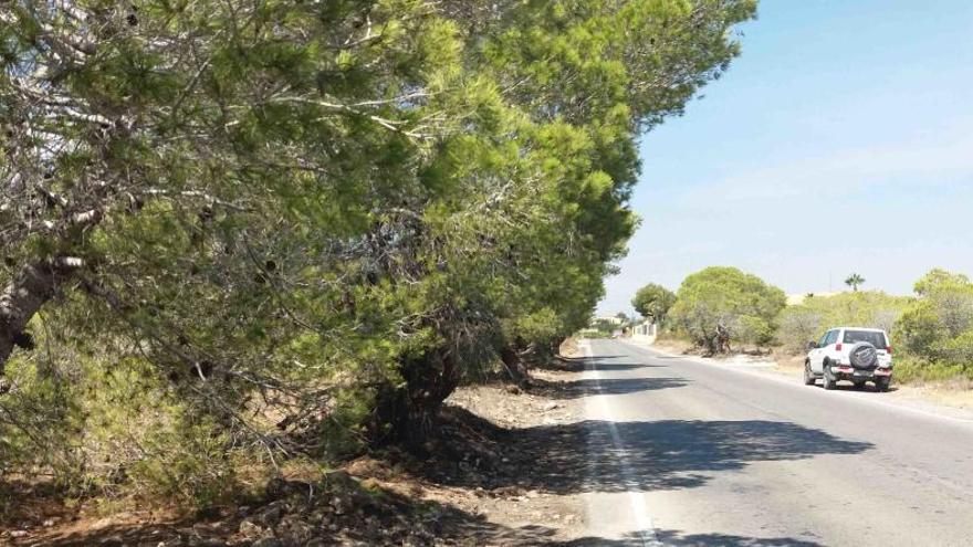 Podan los pinos que afectaban a la seguridad vial en la Lloma de Valero Paller