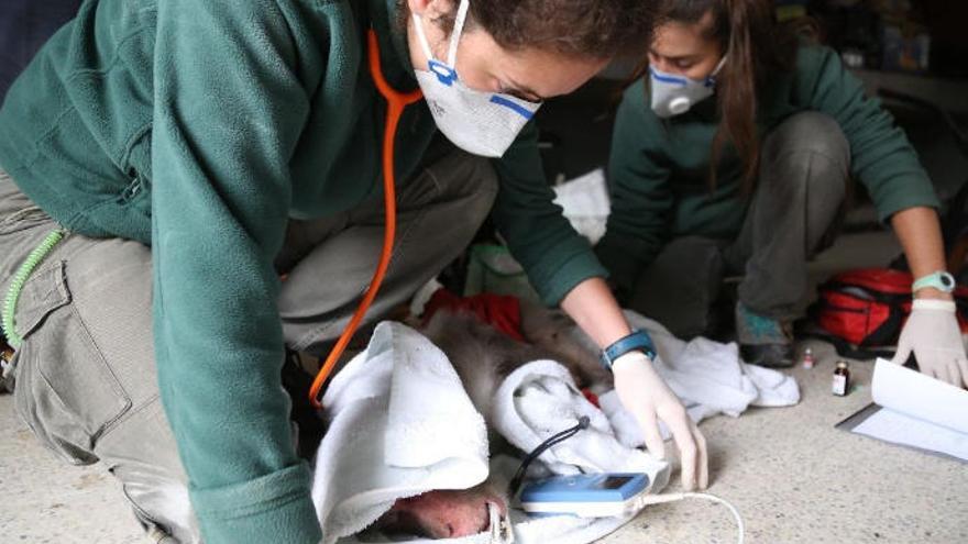 Dos veterinarios atienden al animal durante su traslado.