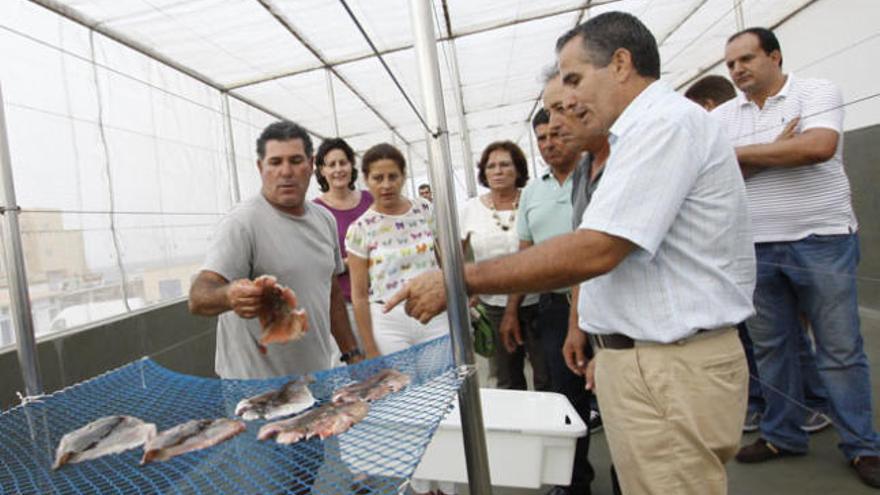 El pescador, Jesús Perdomo, enseña a Mario Cabrera y al resto de autoridades el trabajo en el nuevo secadero. | gabriel fuselli