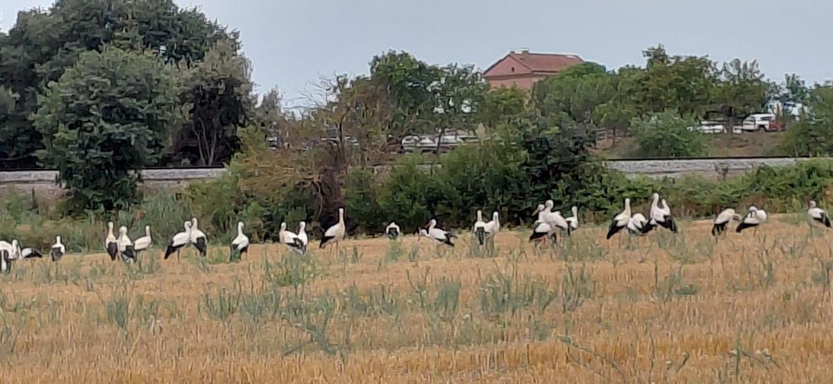 Un estol de cigonyes per Manresa Un estol de cigonyes per Manresa