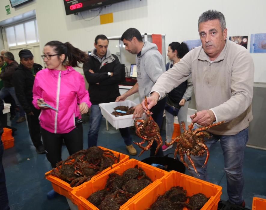 La campaña del centollo arrancó con buenas capturas en O Grove // Miguel Muñiz