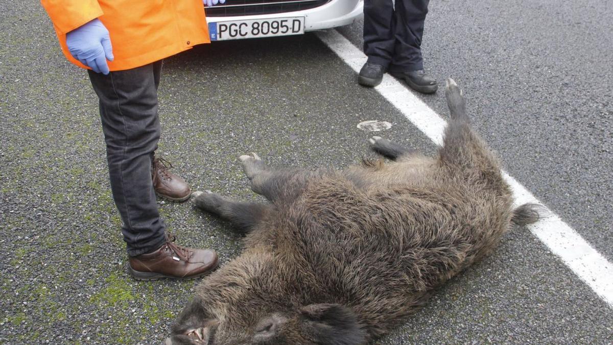 Tecnología contra los jabalíes para evitar accidentes de tráfico - Faro de  Vigo