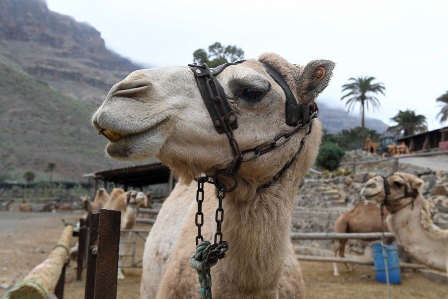 Camellos que este año se han quedado sin cabalgatas