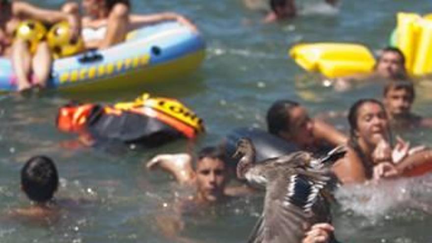 La Justicia desautoriza otra vez a Sagunt con la suelta de patos vivos