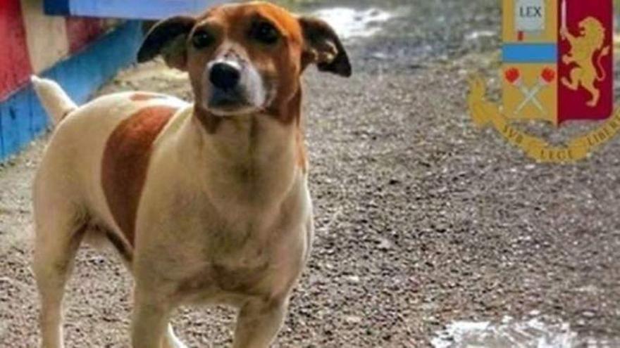 La mafia ofrece 5.000 euros por la cabeza de un perro antidroga
