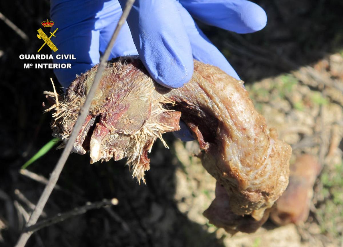 Investigados por envenenar a animales en Moratalla