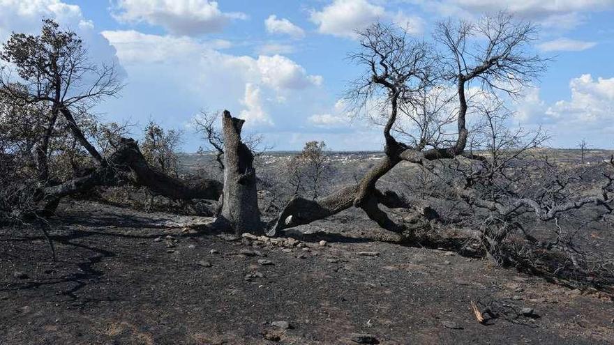 Árboles afectados por la sequía y una de las encinas rotas tras ser alcanzada por el incendio del pasado agosto.