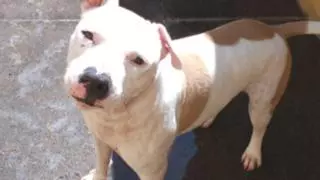 Abandona a su perro más de cinco meses en Santa Cruz: la Policía Local denuncia a una mujer por dejar al animal en Las Teresitas