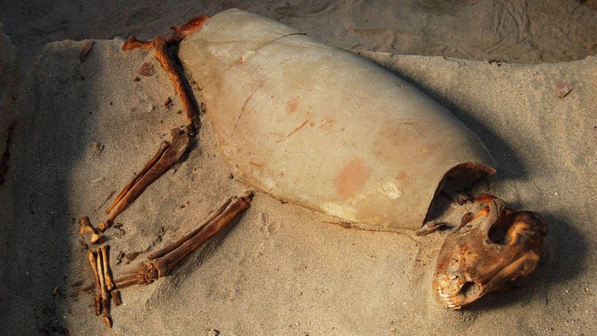 Restos de una mascota hallados en Egipto.