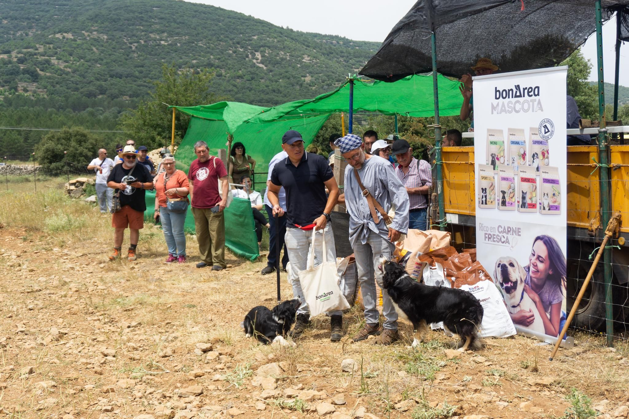 FOTOGALERÍA: Las imágenes del concurso de perros pastores de Ares del Maestrat
