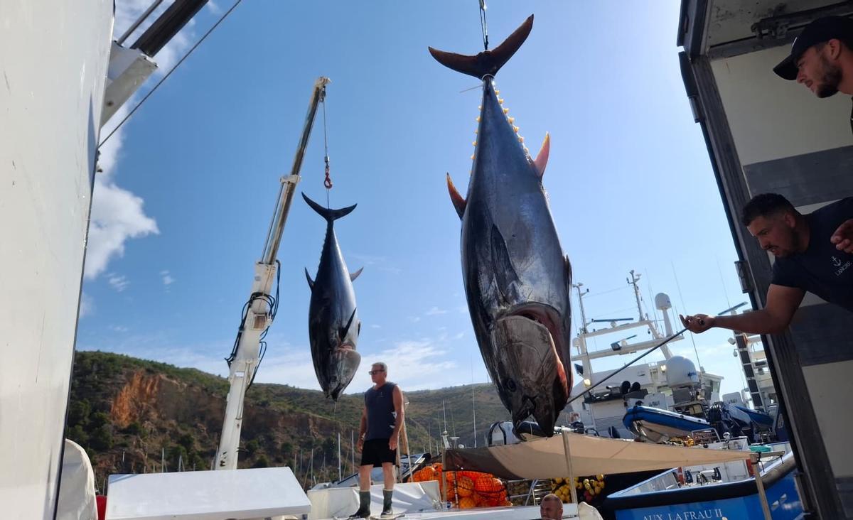 Actividad frenética en el puerto de Xàbia: las imágenes de la descarga de los atunes