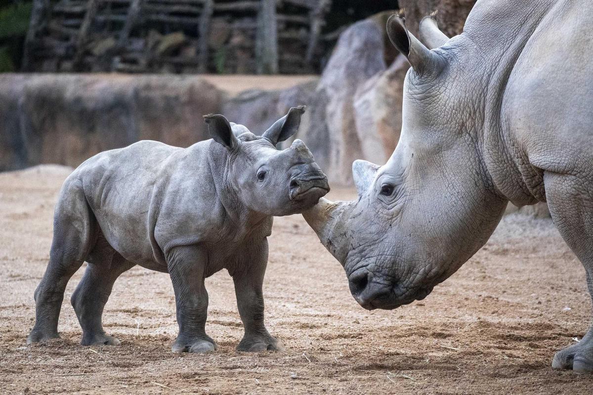 Kairu, el bebé rinoceronte nacido en Bioparc Valencia