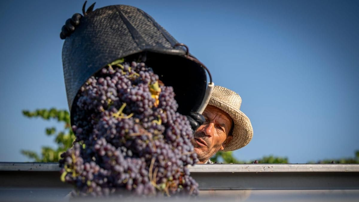Corpinnat cierra una vendimia que califica de excelente y que duplica en volumen a la de 2024