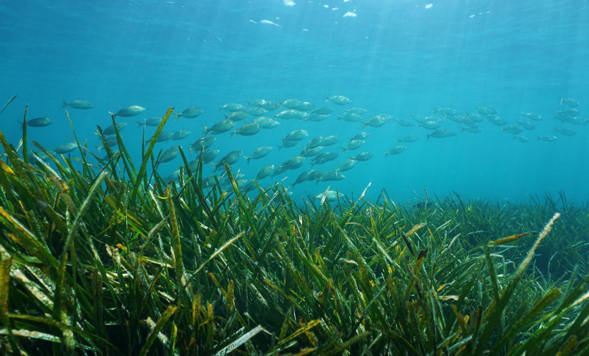 Posidonia oceánica junto a peces